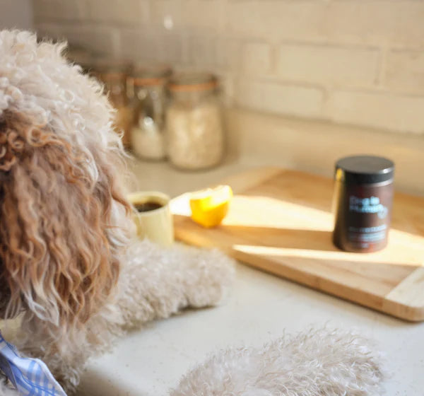 files/Dog_is_Human_Selects_DKS_024_1.webp